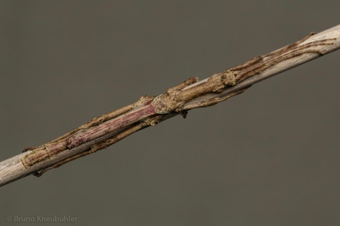 PSG 400 Hesperophasma sp.la cienaga adult male